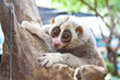 Slow Loris,Nycticebus coucang