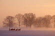 roe deer wintertime