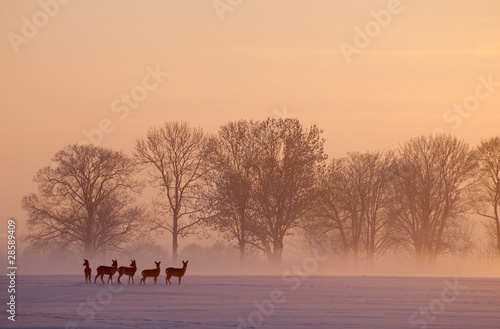 Foto: roe deer wintertime roe deer wintertime
