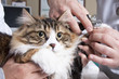Photo : Trimming cat's nails Trimming cat's nails
