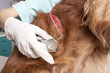 Examining the dog