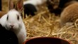 Kaninchen sind süß, nicht nur zu Ostern