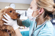 Lady veterinary examining the dog