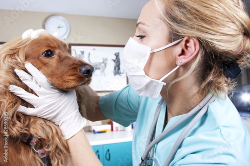 Photo : Lady veterinary examining the dog Lady veterinary examining the dog