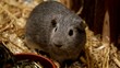 Meerschweinchen sind Kinderlieblinge