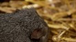 Das graue Meerschweinchen