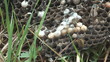 HD 1080 close up shot of wasps on the comb.