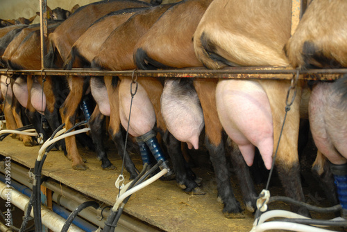Foto: chèvres en salle de traite chèvres en salle de traite