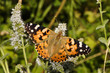 Vanessa Cardui