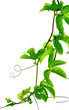 lianes de passiflore, Passiflora edulis, fruit de la passion
