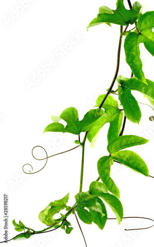 Photo: lianes de passiflore, Passiflora edulis, fruit de la passion lianes de passiflore, Passiflora edulis, fruit de la passion