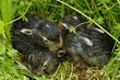 Baby bunnies on green grass