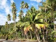 Tropical