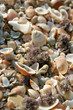 Marine shells background