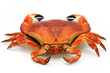 Prepared crab