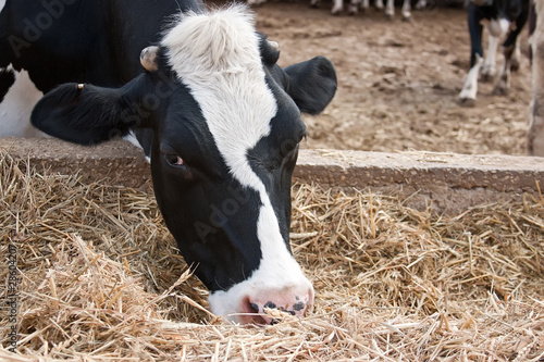 Photo: Cows in stable Cows in stable