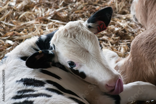 Photo: Calf Calf