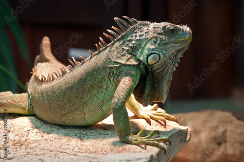 Photo: Iguana on the rock Iguana on the rock