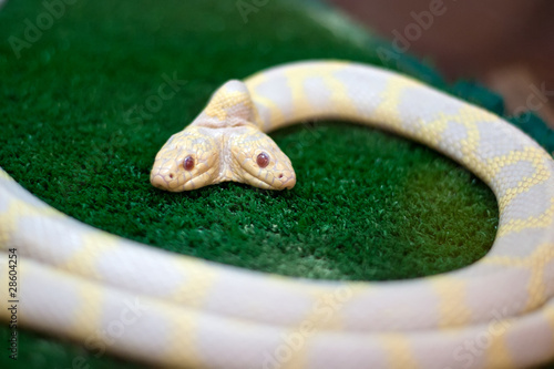 Photo: Snake mutant two-headed. Snake mutant two-headed.
