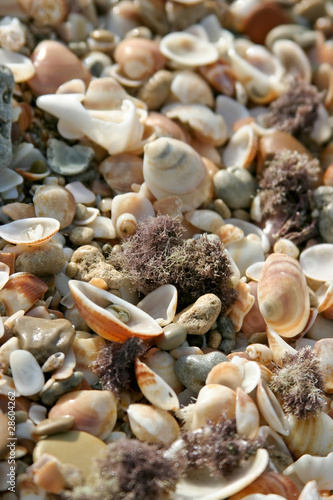 Photo: Marine shells background Marine shells background