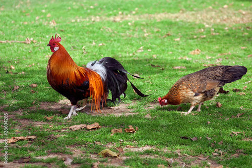 Photo: Cock with hen Cock with hen
