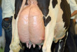 vache laitière