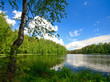 Forest lake