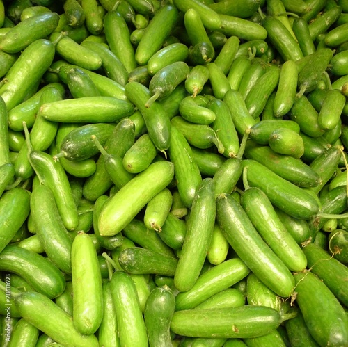 Photo: Cucumbers Cucumbers