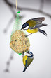 Great Tit and Blue Tit at the fat ball