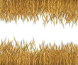 Wheat isolated on white