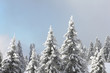 Schwarzwaldtannen