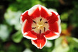 Red mix White Tulips flower.top view Red mix White Tulips flower.top view