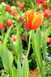Orange Tulips flower Orange Tulips flower