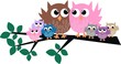 owl family