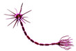 Neuron cell