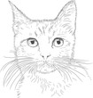 Cat drawing vector Cat drawing vector
