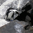 A curios African Penguin A curios African Penguin