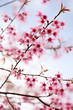 Pink Sakura Flowers Pink Sakura Flowers