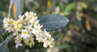 Olive Flowers