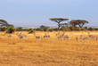 Grant’s gazelles