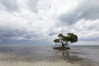 Ilot de mangrove