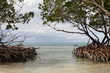 Mangrove face à la barrière de corail à Cuba