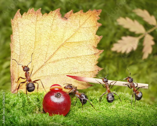 Photo: blank, team of ants writting post card blank, team of ants writting post card