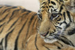 Baby Tiger