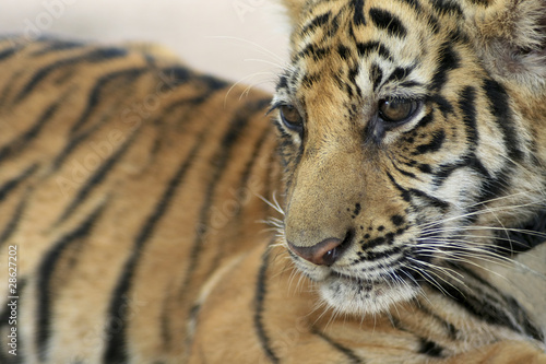 Photo: Baby Tiger Baby Tiger