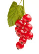 Macro of red currant bunch with leaf