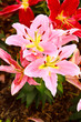 Lily Lily