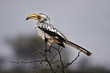 Yerllow billed hornbill in a thorn tree