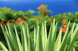 pointes d'agave sur fond de flamboyant et de ciel bleu