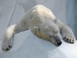 Sleeping polar bear